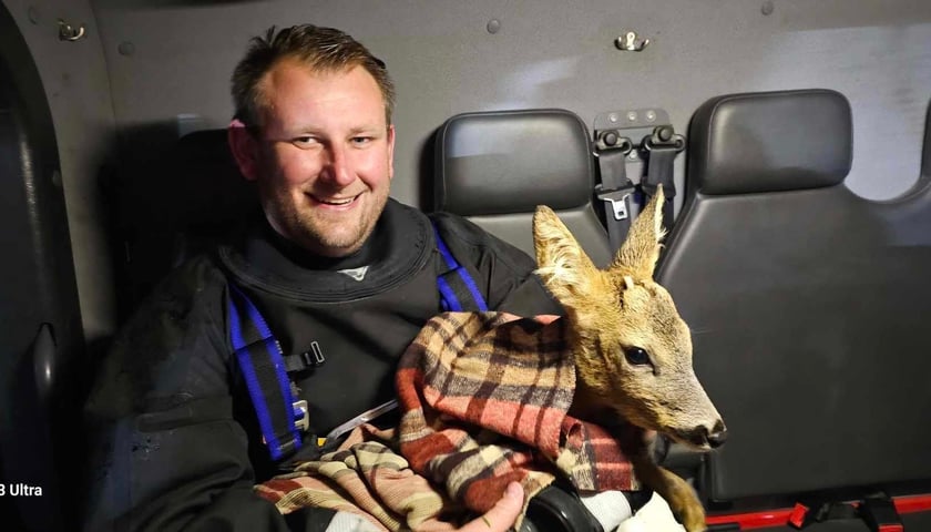 Rafał Ludwa, strażak z OSP Siechnice z uratowaną sarenką