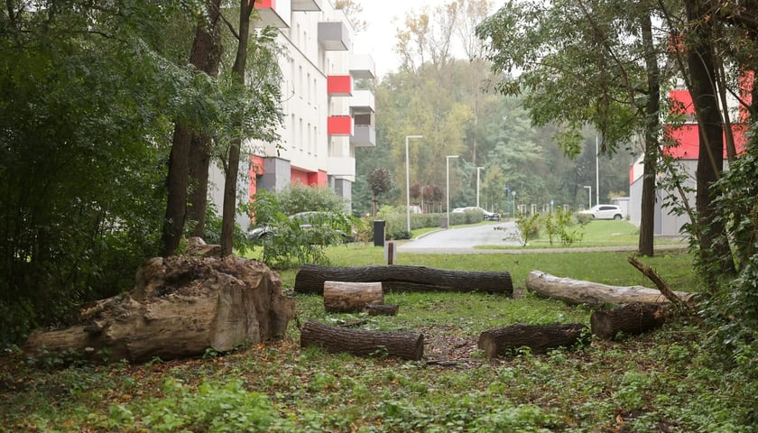 Smocze Uroczysko - naturalistyczny park na osiedlu Strachocin-Swojczyce-Wojnów. Projekt nr 326 w WBO 2021.