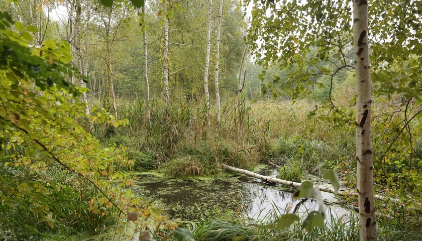 Smocze Uroczysko - naturalistyczny park na osiedlu Strachocin-Swojczyce-Wojnów. Projekt nr 326 w WBO 2021.