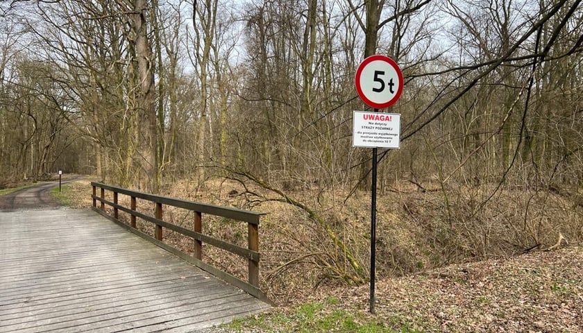 Droga rowerowa będzie przebiegać przez las – od ul. Żużlowców do powstającej nad Widawą kładki