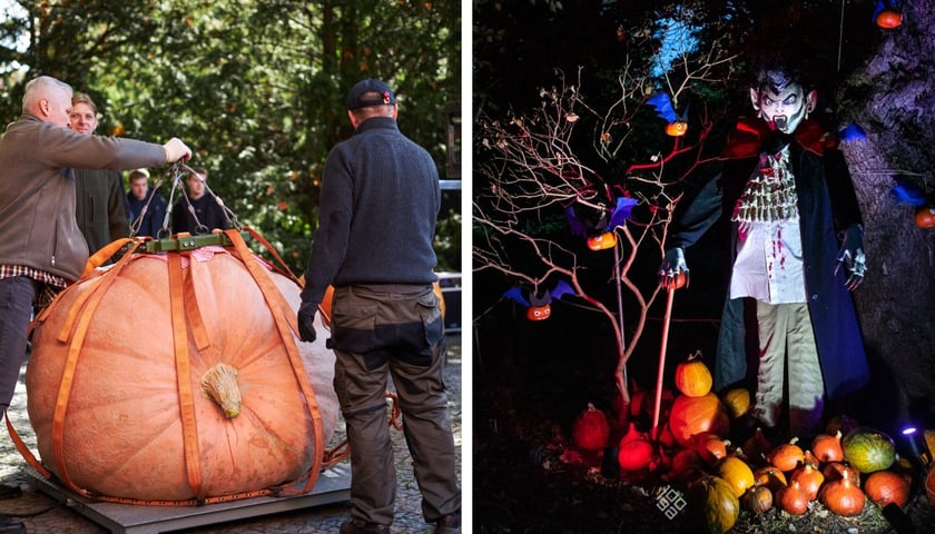 Z lewej ważenie dyni podczas festiwalu w Ogrodzie Botanicznym, obok wieczorne iluminacje z dyniami