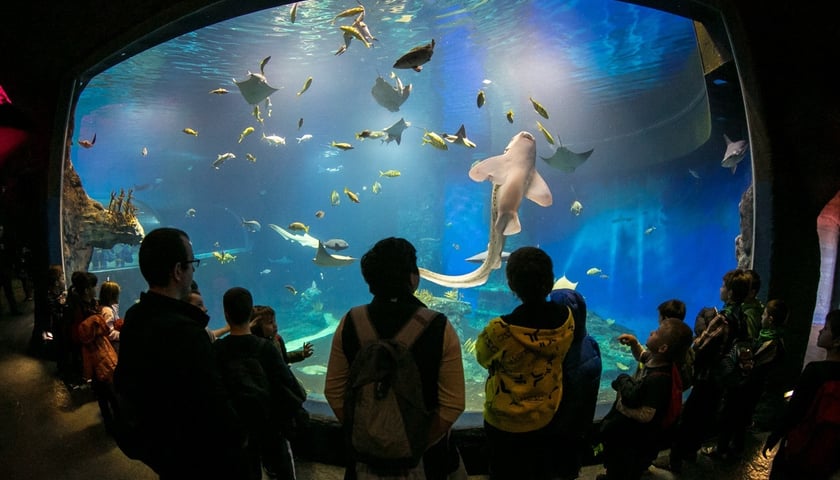 Na zdjęciu widok na akwarium w Afrykarium ZOO Wrocław. Sprawdź ceny biletów oraz godziny otwarcia wrocławskiego ogrodu zoologicznego.