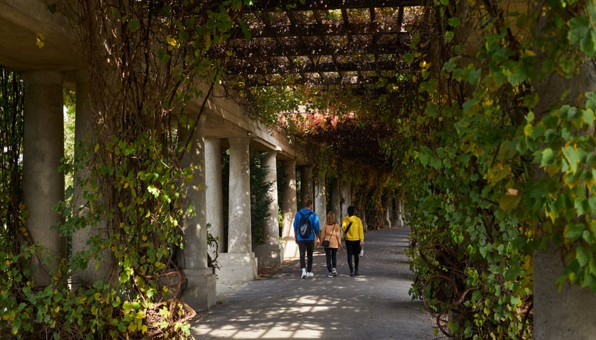 Pergola we Wrocławiu.