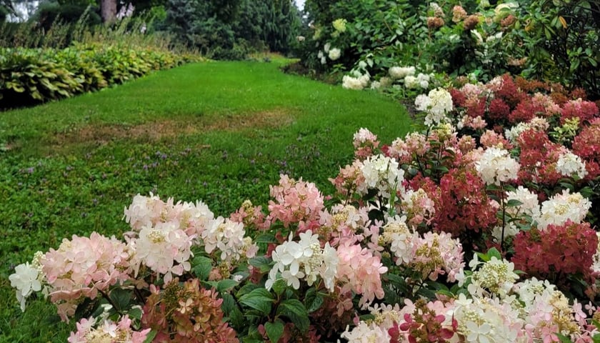 Kwiaty w wojsławickim Arboretum.
