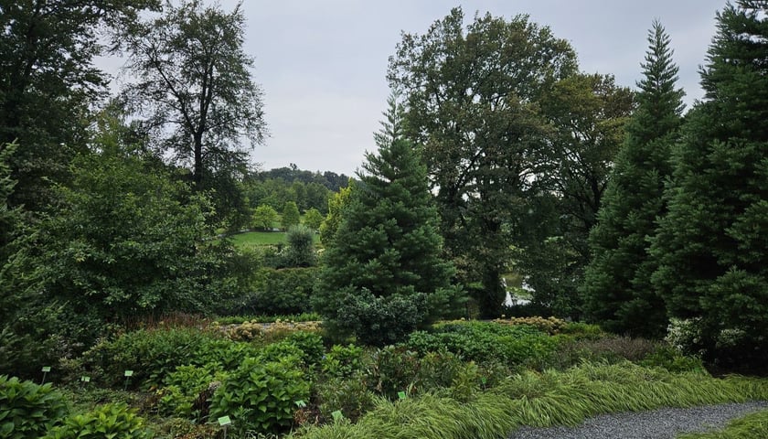 Roślinność w Arboretum w Wojsławicach.