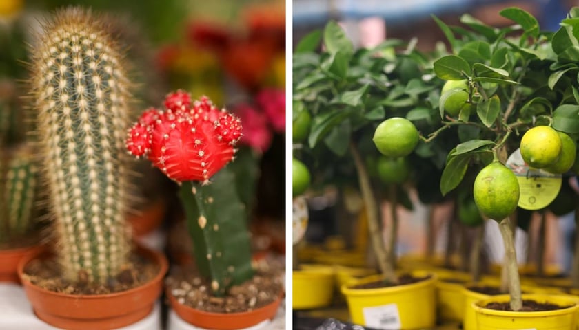 Rośliny, które można kupić we wrześniu podczas festiwalu