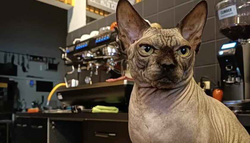 Cat & Alice to kawiarnia inspirowana powieścią „Alicja w Krainie Czarów”.