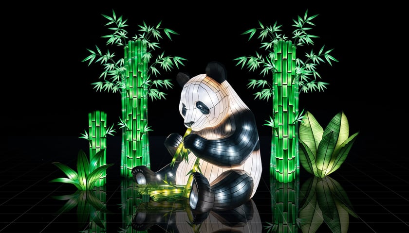 <p>Iluminacja z pandą. Ogrody Światła: Garden of Lights Dzika Azja w zoo Wrocław&nbsp;</p>