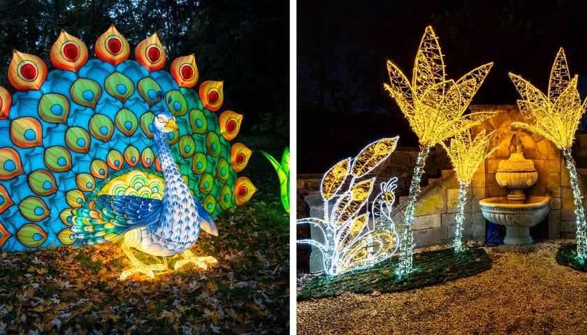 Z lewej Garden of Lights Dzika Azja w zoo Wrocław - neon pawia, obok Ogrody Światła w Zamku Książ w Wałbrzychu
