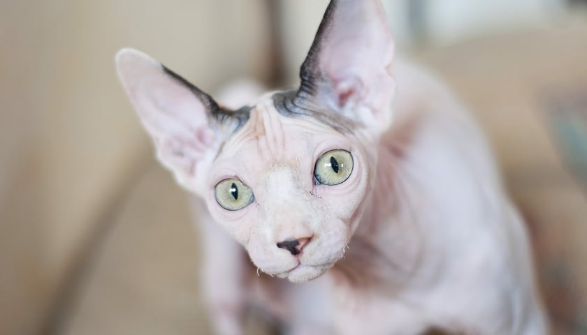 Kot sfinks, zdjęcie ilustracyjne