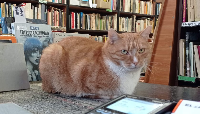 Zaginiony kot Tycjan z antykwariatu przy Szewskiej. 