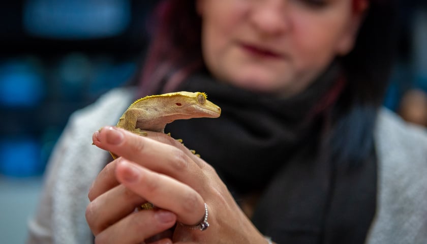 Gekon orzęsiony w kobiecych dłoniach na targach na stadionie Tarczyński Arena