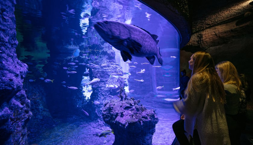 <p>W Tunelu Mozambickim wrocławskiego Afrykarium można spędzić noc. Najpierw oprowadzają nas edukatorzy, potem śpimy "na dnie oceanu". Rano budzi nas hipopotam.</p>