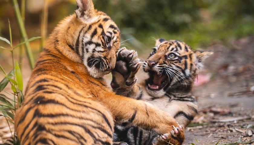 Dwa tygryski bawią się wybiegu w ZOO Wrocław
