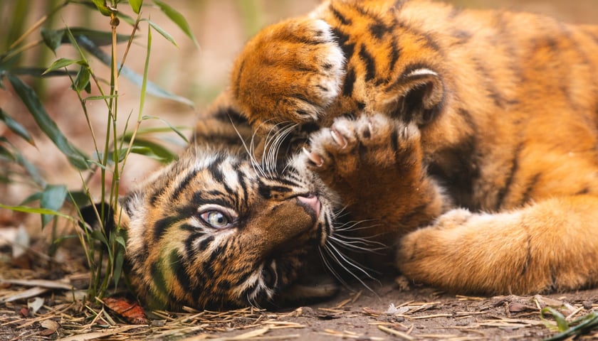 Tygryski z zoo Wrocław. Maluchy na wybiegu