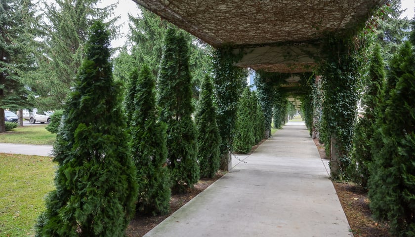 Obiekt typu pergola, kolumny i drzewka iglaste na zielonym terenie
