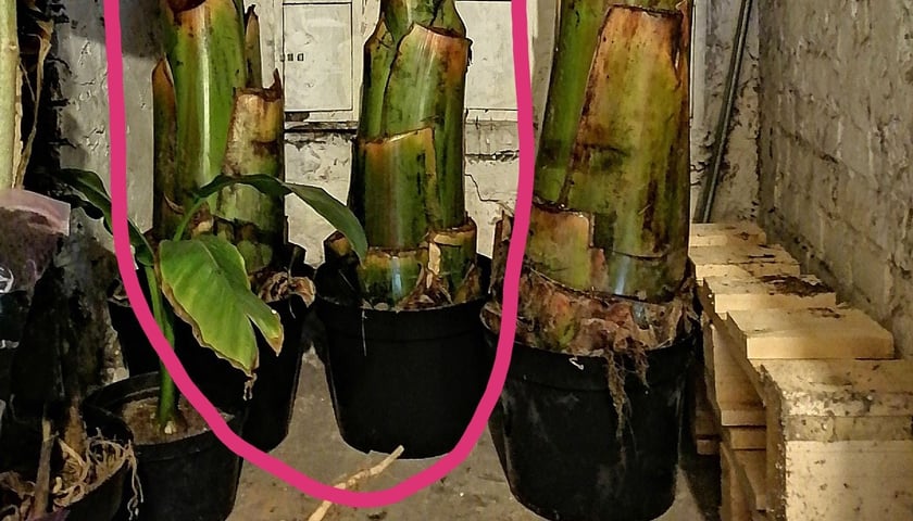 Skradzione z piwnicy na Nadodrzu bananowce Maurelli 