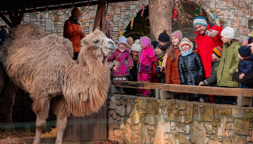 Żywa szopka przy kościele NMP Matki Pocieszenia przy ulicy Wittiga