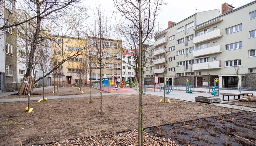 Na miejscu posadzono aż 32 młode drzewa, wśród nich jednego platana, brzozy i grusze