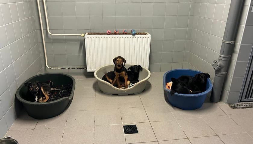 <p>Do adopcji będą cztery szczenięta. Schronisko planuje to ogłosić w drugiej połowie stycznia.</p>