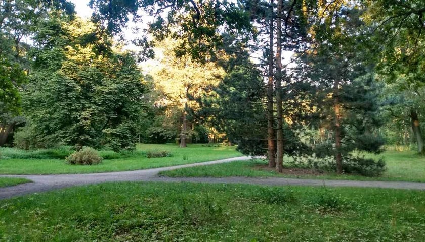 Park biskupiński w rejonie wejścia od ulicy Orłowskiego. Zagadkowy "stary zamek" musiał być położony gdzieś niedaleko stąd.
