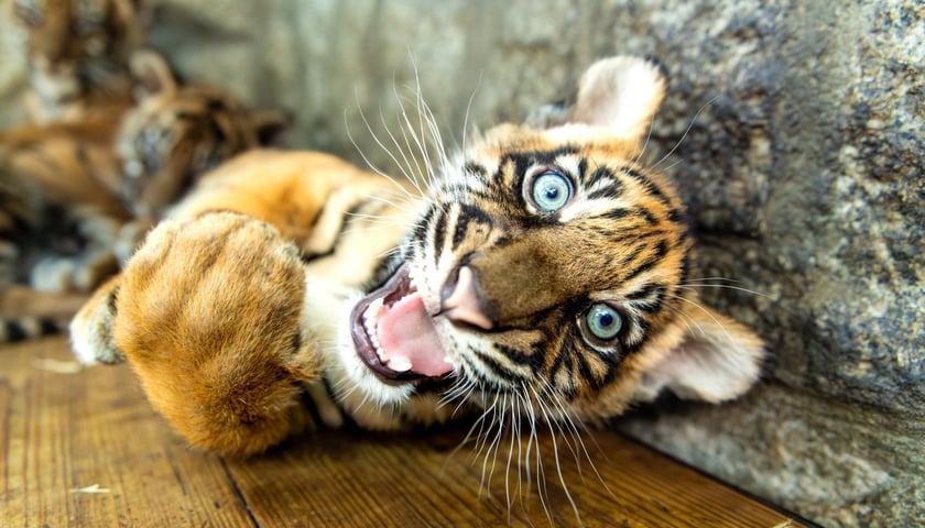Tygrysek sumatrzański, jeden z czterech, które przyszły na świat w październiku we wrocławskim ZOO