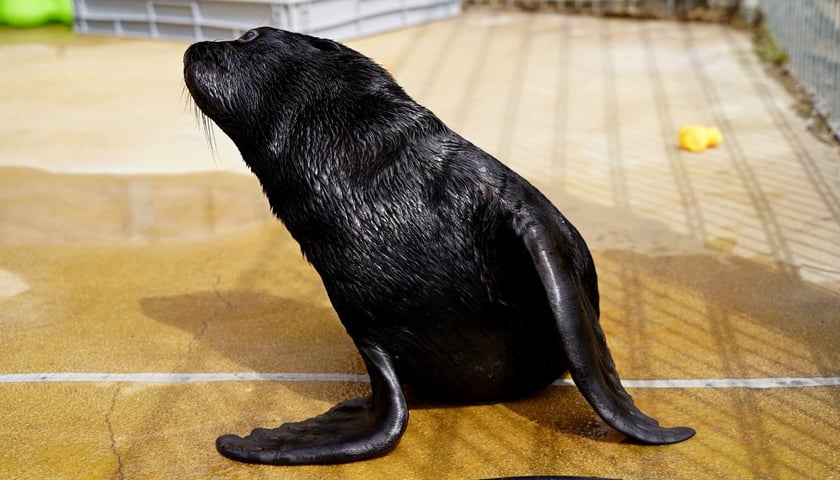 <p>Zaopiekuje się przez jeden dzień wrocławskimi kotikami - proponuje w ramach aukcji WOŚP, Zoo Wrocław</p>