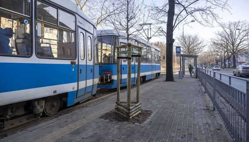 Dąb zasadzony na przystanku na Biskupinie. W tle tramwaj stojący na przystanku