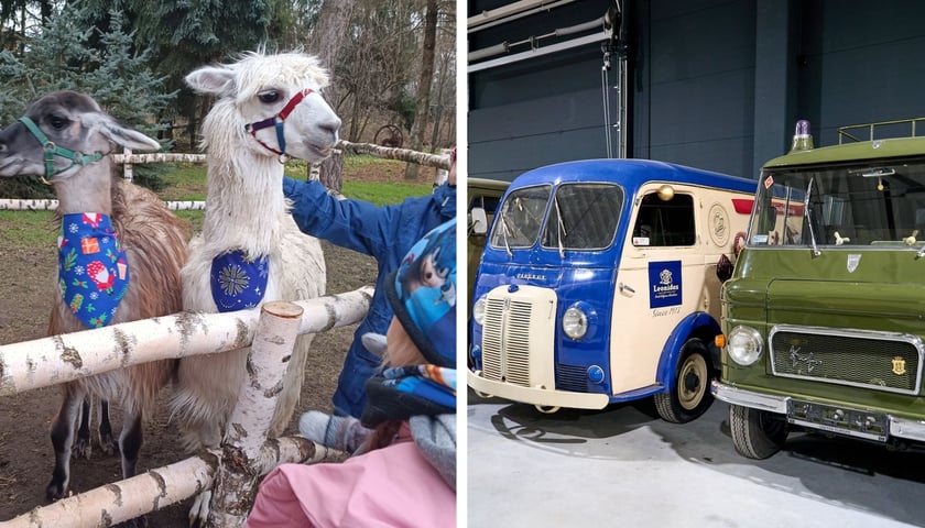 Po lewej: alpaka i lama, po prawej: samochody z muzeum Wena