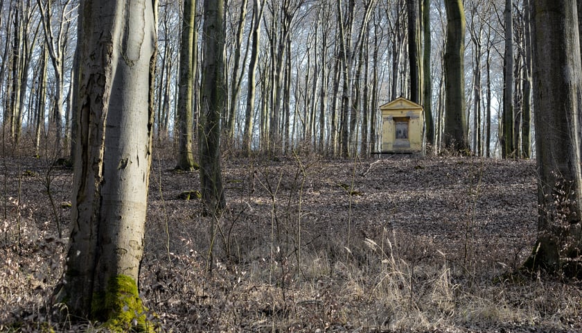 <p>Las Bukowy w Trzebnicy z kapliczką drogi krzyżowej</p>