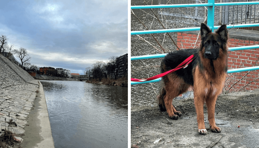 Kolaż 2 zdjęć: nabrzeże Odry na wysokości ul. Kurkowej we Wrocławiu oraz pies, kt6órym zajęli się ratownicy
