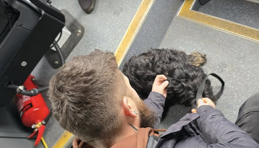 Kudłaty pies (suczka) średniej wielkości znaleziony dziś w tramwaju nr 20 we Wrocławiu