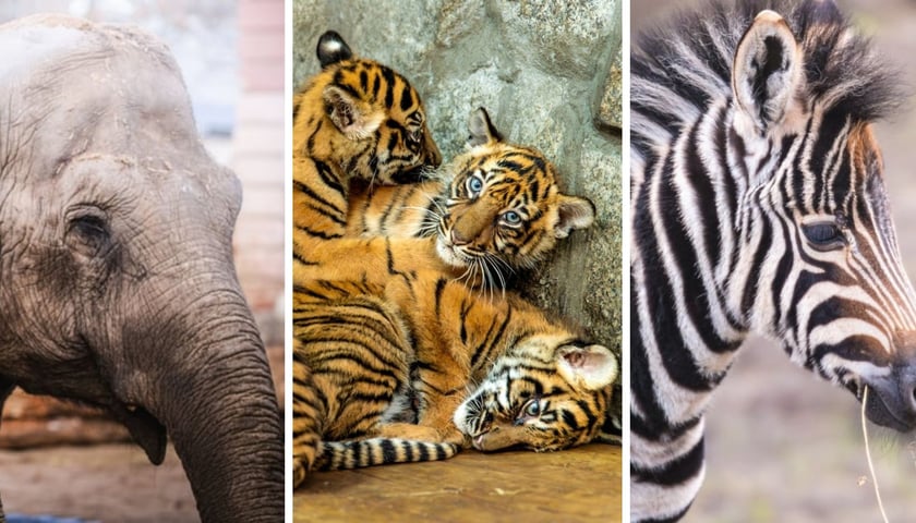 Kolaż trzech zdjęć zwierząt – od lewej słoń, tygrys, zebra