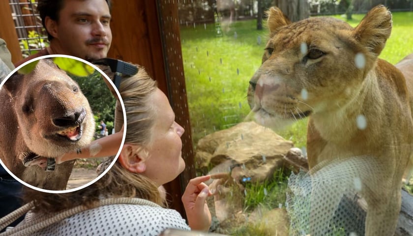 Dwa zdjęcia, na dużym kobieta oglądająca lwicę przez szybę, na małym zdjęciu w kółku tapirzyca