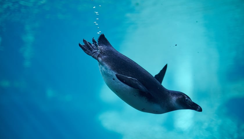 Pingwin z ZOO Wrocław