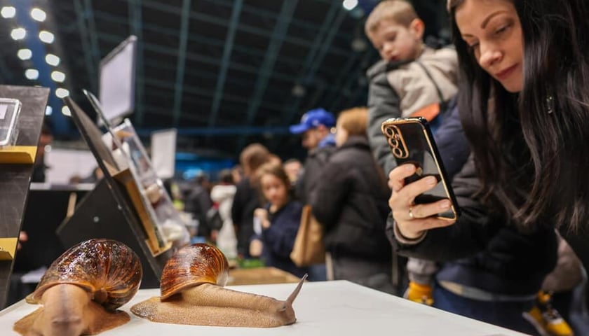 Dwa ślimaki na stole fotografowane telefonem przez kobietę, hala Orbita, 2 marca 2025