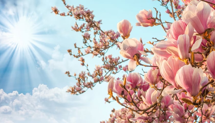 Gałąź kwitnącej magnolii na tle niebieskiego nieba i świecącego słońca.