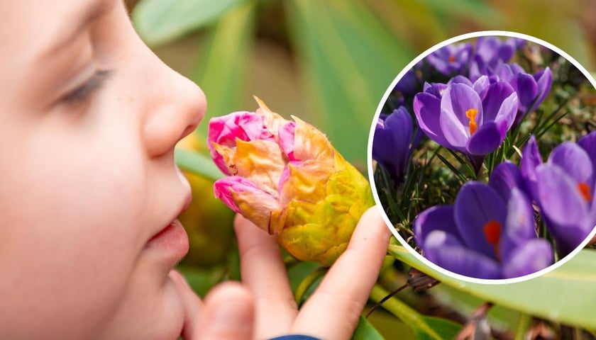 Na dużym zdjęciu dziewczynka wąchająca pąk z drzewa w Ogrodzie Botanicznym, w kółku na zdjęciu krokusy w Parku Słowackiego