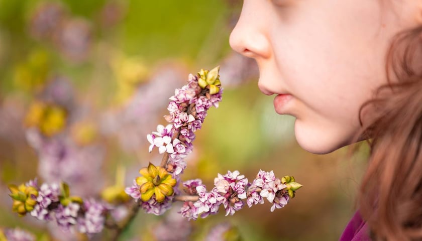 Ogr&oacute;d Botaniczny się zazielenia