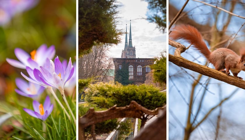 na trzech zdjęciach Ogród Botaniczny we Wrocławiu otwiera się po zimie-krokusy i wiewiórka