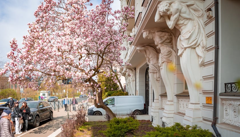 Instagramowa magnolia na Podwalu