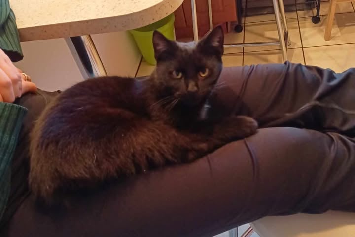 Kot Batcat