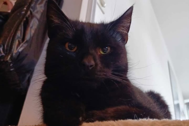 Kot Batcat