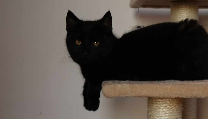 Kot Batcat
