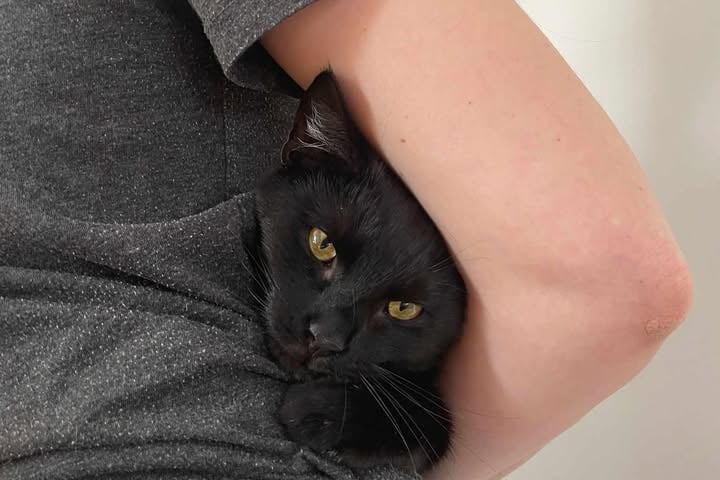 Kot Batcat