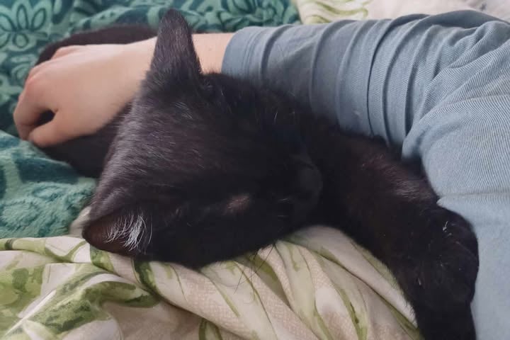 Kot Batcat
