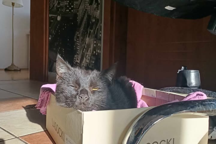 Kot Batcat