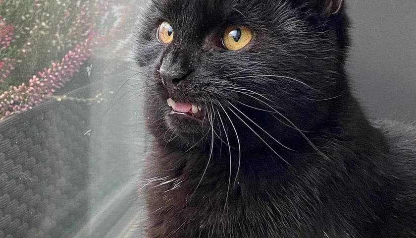 Kot Batcat