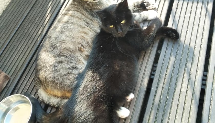Koty Mimi i Dziadek