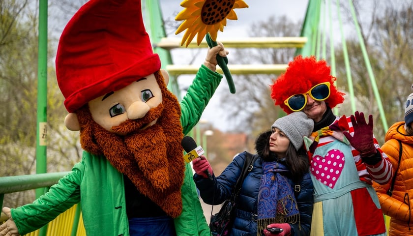 Odsłonięcie figurki krasnala Raciworka przy Kładce Złotnickiej